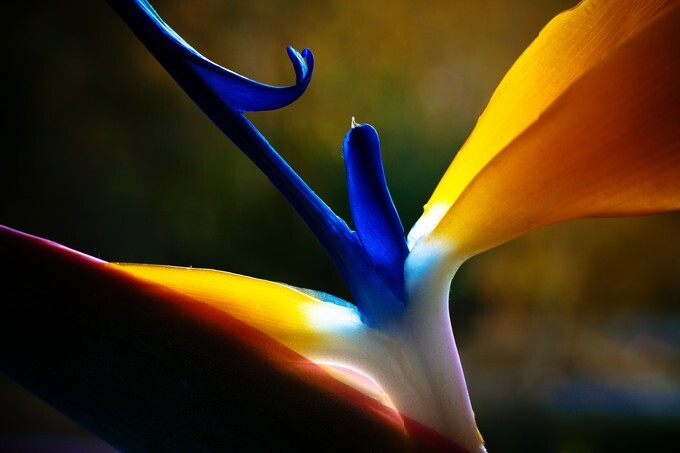 Strelicium flower closeup macro
